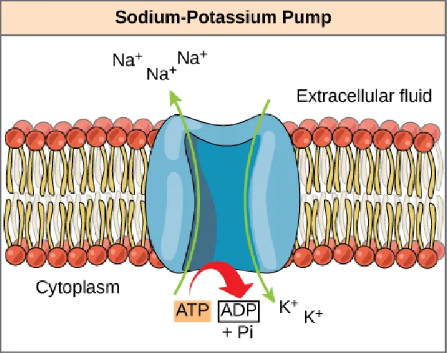 Sodium- Potassium pump